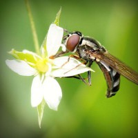 /album/rebfadalabaw/photolia-a02-jpg/