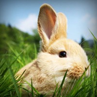 /album/rebfadalabaw/photolia-a03-jpg/